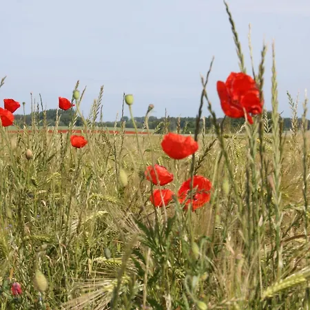 Idyllic Farm House With 5 Near The Saaler Bodden Apartment