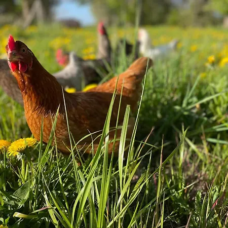 Apartmán Idyllischer Hof Mit 5 Wohnungen Nahe Des Saaler Boddens *